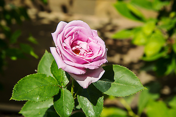 포토 JPG 해외이미지 식물 1 계절 공원 여자 꽃잎 꽃 줄기 분홍색 꽃다발 결혼 백그라운드 잎 꽃무늬 패턴 자연 휴가 발렌타인데이 선물 사랑 사람없음 야외 초록색 컬러풀 햇빛 장미 정원 봄 벚꽃 신선 개화 닫기 원예 질감 내추럴 꽃수술 해외포토 공공시설 감정 컬러 무늬 모션 데이이벤트 사람 이벤트 취미 태양 생태계 파일형식 이미지허브