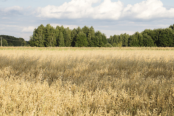 포토 JPG 해외이미지 식물 구름 계절 음식 빵 줄기 백그라운드 밭 농업 자연 하늘 건조 건강 옥수수 씨앗 풍경 사람없음 여름 파란색 농작물 햇빛 농장 노란색 수확 성장 흰색 시골 신선 황금 낟알 시리얼 밀 밀짚 내추럴 밭일 숙성 세련 해외포토 자연요소 산업 컬러 곡류 태양 짚 생태계 파일형식 이미지허브