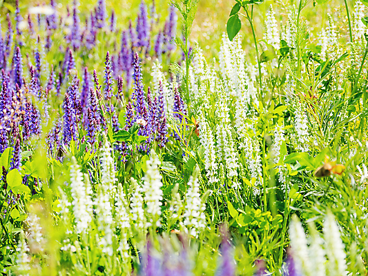 포토 JPG 해외이미지 백그라운드 자연 사람없음 보라색 봄 풀잎 화려 세이지꽃 해외포토 계절 꽃 컬러 컨셉 잎 풀_식물 생태계 파일형식 이미지허브