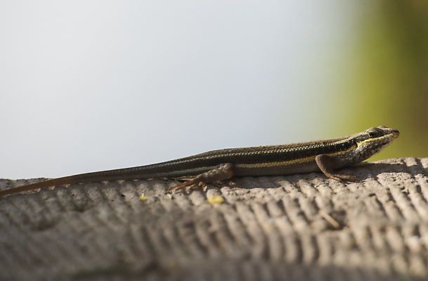 포토 JPG 해외이미지 동물 척추동물 길 야생동물 파충류 자연 저울 사람없음 야외 머리 환경 정원 줄무늬 시골 작음 오솔길 피부 묘사 꼬리 도마뱀 육식동물 밀짚 내추럴 동물상 집게발 해외포토 무늬 신체부위 조형물 짚 크기 생태계 파일형식 이미지허브