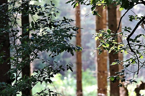 포토 JPG 해외이미지 나무 식물 공원 잎 자연 국립공원 사람없음 야외 초록색 여름 햇빛 태양 갈색 소나무 저녁 숲 내추럴 떠남 해외포토 자연요소 계절 공공시설 컬러 모션 야간 생태계 파일형식 이미지허브