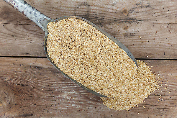 포토 JPG 해외이미지 동물 농업 가방 조류 옥수수 씨앗 사람없음 세일 시골 낟알 균형 시리얼 유채 보충 단백질 섞기 수수 작살 귀리 해외포토 식물 잡화 꽃 산업 음식 곡류 영양소 파일형식 이미지허브