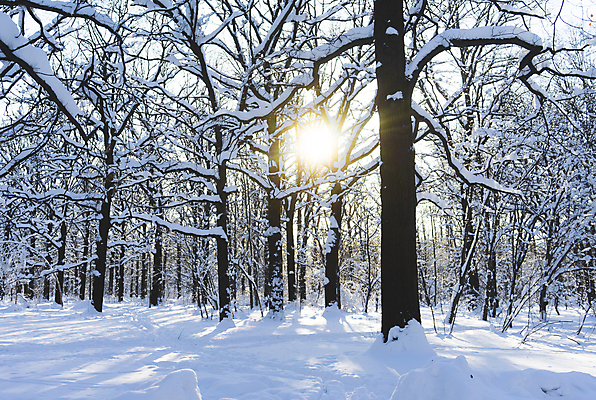포토 JPG 해외이미지 나무 계절 공원 백그라운드 크리스마스 겨울 자연 하늘 날씨 풍경 사람없음 야외 목재 가로 파란색 빛 햇빛 태양 일출 맑음 얼음 일몰 추위 흰색 신선 숲 서리 장면 자작나무 내추럴 눈내림 해외포토 자연요소 식물 공공시설 기념일 컬러 재료 눈_날씨 노을 생태계 파일형식 이미지허브