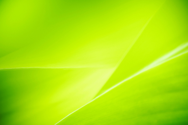 포토 JPG 해외이미지 나무 식물 계절 백그라운드 컨셉 잎 패턴 자연 벽지 추상 잔디 사람없음 초록색 빛 컬러풀 햇빛 태양 우주 환경 정원 맑음 봄 성장 신선 숲 질감 보케 부드러움 내추럴 블러 생태학 지구의날 카피스페이스 그리너리 효과 해외포토 자연요소 교육 기념일 컬러 무늬 날씨 공백 감각 생태계 파일형식 트랜드컬러 이미지허브