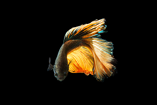 포토 JPG 해외이미지 동물 드레스 백그라운드 모션 자연 어류 미술 사람없음 빨간색 반려동물 컬러풀 검은색 수영 희망 흰색 고급 꼬리 싸움 지느러미 수족관 고립 공격적 해외포토 옷 감정 컬러 컨셉 문화예술 수중동물 수상스포츠 생태계 파일형식 이미지허브