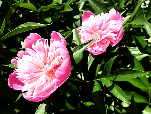 포토 JPG 해외이미지 식물 계절 꽃잎 꽃 분홍색 꽃다발 결혼 백그라운드 잎 꽃무늬 자연 발렌타인데이 선물 풍경 사람없음 장식 여름 정원 봄 성장 벚꽃 개화 정상 다발 배열 향기 아로마 악취 내추럴 구성 작약 해외포토 컬러 무늬 데이이벤트 이벤트 생태계 냄새 파일형식 이미지허브