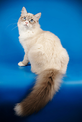 포토 JPG 해외이미지 한마리 사람없음 파란색 반려동물 고양이 네바마스커레이드 해외포토 동물 1 컬러 포유류 파일형식 이미지허브