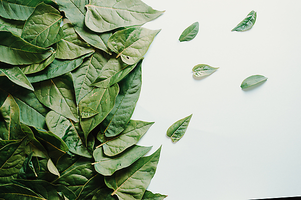 포토 JPG 해외이미지 백그라운드 잎 실내 사람없음 초록색 흰색 해외포토 식물 컬러 내부 파일형식 이미지허브