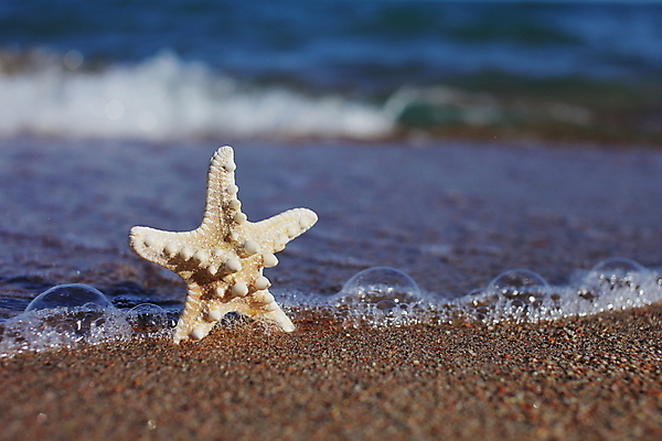 포토 JPG 해외이미지 주간 모래 파도 불가사리 해변 사람없음 야외 해외포토 자연요소 바다 극피동물 파일형식 이미지허브
