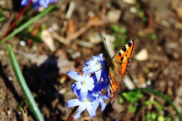 포토 JPG 해외이미지 동물 꽃 나비 곤충 자연 사람없음 정원 봄 4월 내추럴 해외포토 식물 계절 날짜 생태계 파일형식 이미지허브