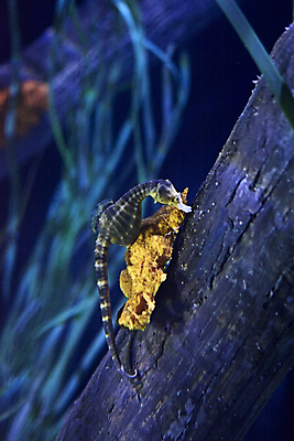 포토 JPG 해외이미지 동물 척추동물 한마리 계절 야생동물 바다 이동 오렌지 휴식 열대 바닥 어류 사람없음 옆모습 물 수중 수영 스노클링 산호 잠수함 지중해 흰배경 다이빙 꼬리 수족관 고립 차단 해외포토 자연요소 1 뷰포인트 백그라운드 컨셉 과일 수중동물 흰색 수상스포츠 자포동물 수중스포츠 파일형식 이미지허브