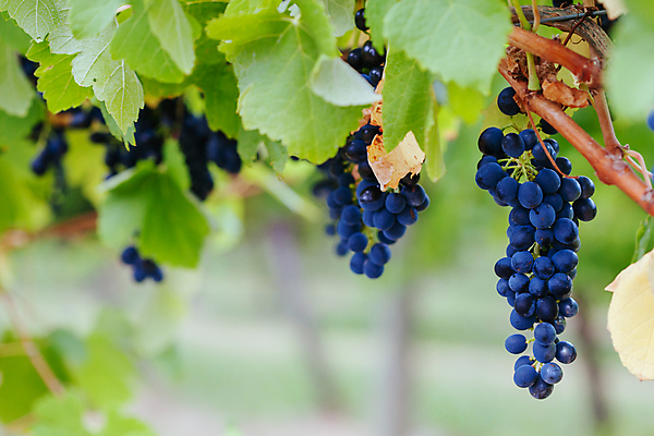 포토 JPG 해외이미지 식물 산업 음식 농업 과일 자연 포도 사람없음 주스 수확 성장 시골 선택 호주 다발 포도밭 포도나무 숙성 양조장 해외포토 음료 컨셉 밭 오세아니아 과일나무 생태계 파일형식 이미지허브