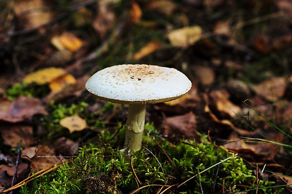 포토 JPG 해외이미지 주간 낙엽 자연 근접촬영 잔디 사람없음 야외 버섯 숲속 해외포토 자연요소 식물 뷰포인트 잎 숲 생태계 파일형식 이미지허브