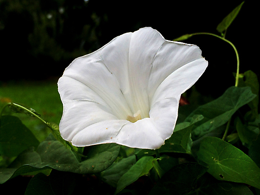 포토 JPG 해외이미지 식물 사람없음 초록색 빛 에너지 벚꽃 흰색 닫기 서식지 해외포토 꽃 컬러 모션 파일형식 이미지허브