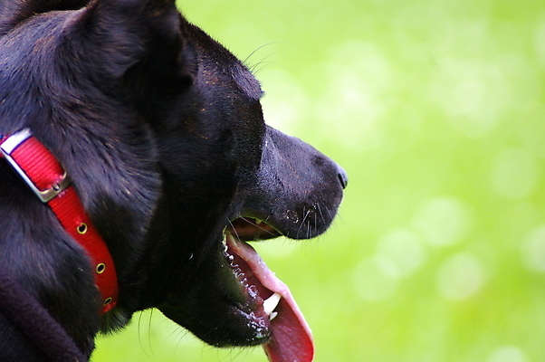 포토 JPG 해외이미지 동물 행복 얼굴 새끼 장난 포유류 수염 털 사람없음 반려동물 귀여움 검은색 산책 입 개 강아지 치아 테리어 혀 잡종 송곳니 기르기 총구 해외포토 감정 컬러 컨셉 휴식 신체부위 소화기관 돌봄 파일형식 이미지허브