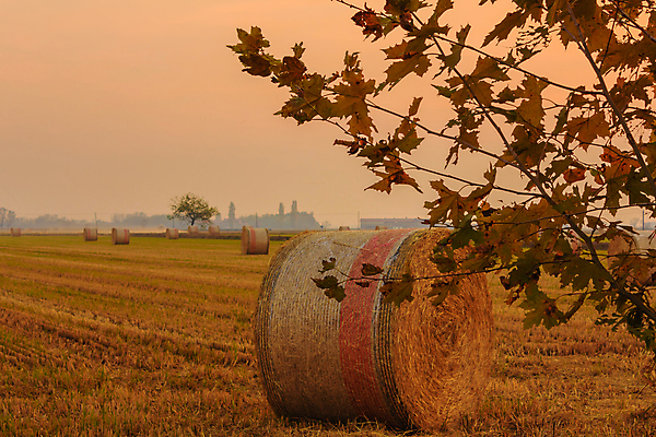 포토 JPG 해외이미지 나무 동물 음식 잎 농업 오렌지 포장 하늘 건조 풍경 사람없음 빨간색 농경지 노란색 상점 검은색 일몰 흰색 시골 업무 원형 볏짚 농부 수집 해외포토 도형 식물 직업 산업 컬러 과일 농장 노을 작업 짚 파일형식 이미지허브
