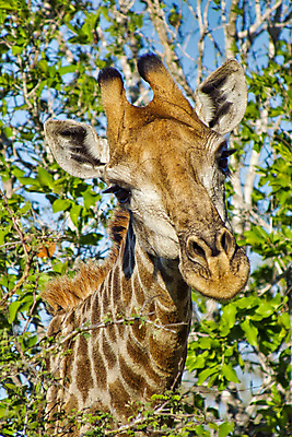 포토 JPG 해외이미지 동물 야생동물 아프리카 자연 국립공원 사람없음 초록색 환경 다양 보호 숲 기린 생태계 생물학 서식지 남아프리카 동물상 무료 보호구역 생태학 해외포토 공원 교육 나라 컬러 다수 컨셉 포유류 조형물 구역 파일형식 이미지허브