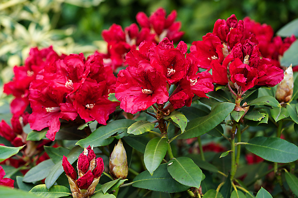 포토 JPG 해외이미지 식물 계절 공원 꽃잎 꽃 잎 꽃무늬 자연 사람없음 야외 빨간색 환경 정원 봄 성장 벚꽃 신선 개화 닫기 진달래 관목 생태계 원예 화단 내추럴 영원 해외포토 나무 공공시설 컬러 무늬 모션 취미 파일형식 이미지허브