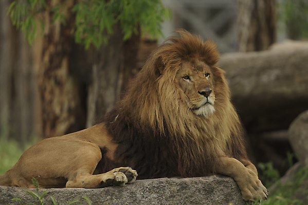 포토 JPG 해외이미지 동물 배너 응시 계절 남자 야생동물 포유류 가족 아프리카 자연 아침 털 함께함 파노라마 사람없음 야외 여름 고양이 사막 그룹 사자 큼 사파리 육식동물 갈기 사냥꾼 사자자리 무거움 남쪽 내추럴 동물상 암사자 칼라하리 해외포토 주간 직업 시선 나라 컨셉 관계 촬영기법 사람 반려동물 조형물 별자리 무게 크기 암컷 방향 생태계 파일형식 이미지허브