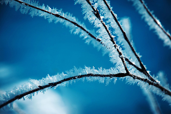 포토 JPG 해외이미지 주간 겨울 풍경 근접촬영 사람없음 야외 아웃포커스 나뭇가지 상고대 겨울풍경 해외포토 자연요소 나무 계절 뷰포인트 촬영기법 서리 파일형식 이미지허브