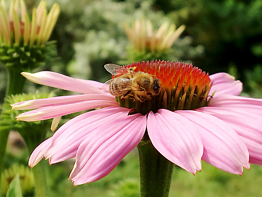 포토 JPG 해외이미지 식물 동물 꽃잎 꽃 음식 곤충 날개 자연 건강 사람없음 여름 농장 정원 봄 들꽃 벚꽃 가을 시골 신선 업무 달콤 꿀벌 상품 벌 청소 먹기 만들기 꽃가루 꿀 찌르기 벌집 내추럴 기어가기 생태학 수유 양봉 양봉장 호박벌 해외포토 계절 교육 농업 모션 작업 맛 벌_곤충 가루 생태계 파일형식 이미지허브