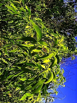 포토 JPG 해외이미지 나무 식물 계절 꽃 음식 모래 백그라운드 잎 오렌지 자연 하늘 건강 동양인 풍경 사람없음 야외 빨간색 파란색 컬러풀 노란색 봄 들꽃 사막 성장 벚꽃 개화 센터 호주 언덕 가뭄 내추럴 아카시아 오지 해외포토 컬러 과일 날씨 인종 오세아니아 생태계 파일형식 이미지허브