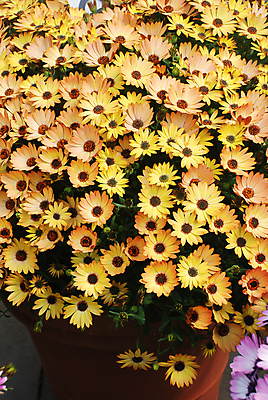 포토 JPG 해외이미지 식물 계절 꽃잎 꽃 잎 꽃무늬 자연 국화 사람없음 야외 장식 초록색 여름 컬러풀 노란색 정원 봄 활발 벚꽃 흰색 신선 개화 자주색 망토 데이지 내추럴 해외포토 컬러 컨셉 무늬 생태계 파일형식 이미지허브