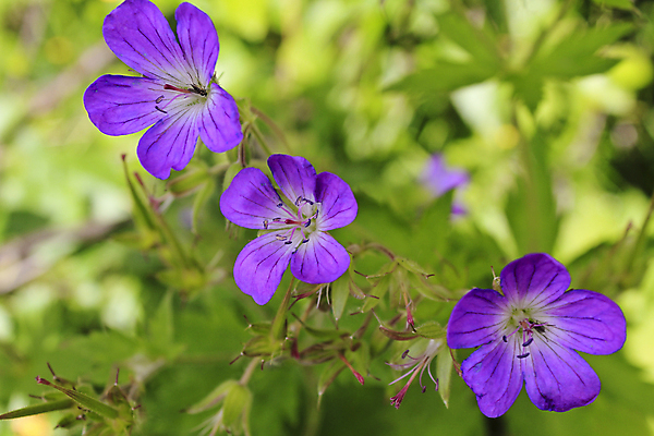포토 JPG 해외이미지 식물 꽃잎 꽃 호수 분홍색 곤충 꽃무늬 밭 자연 산 노르웨이 사람없음 야외 초록색 여름 파란색 컬러풀 정원 보라색 봄 들꽃 성장 벚꽃 개화 제비꽃 꿀 내추럴 제라늄 해외포토 동물 계절 유럽 컬러 무늬 농업 생태계 파일형식 이미지허브
