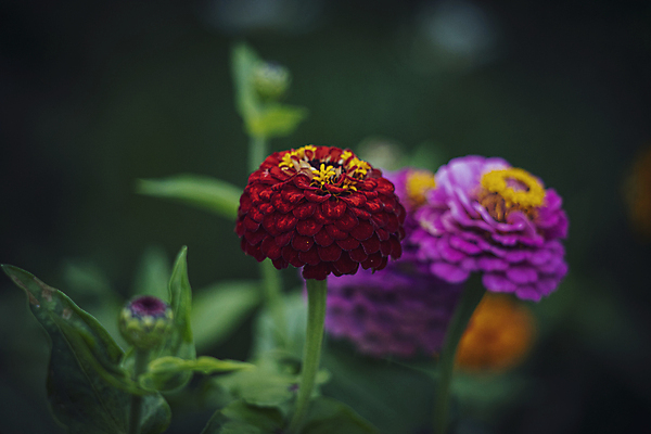 포토 JPG 해외이미지 식물 계절 꽃잎 꽃 잎 꽃무늬 자연 사람없음 야외 초록색 여름 컬러풀 노란색 정원 봄 벚꽃 개화 8월 7월 내추럴 해외포토 컬러 무늬 날짜 생태계 파일형식 이미지허브
