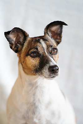 포토 JPG 해외이미지 스튜디오촬영 전신 동물 한마리 1 라이프스타일 여자 행복 얼굴 포즈 백그라운드 자연 휴식 앉기 사람없음 반려동물 갈색 흰색 표현 입 유머 개 강아지 작음 테리어 귀 솜털 해외포토 감정 컬러 컨셉 포유류 모션 실내 사람 생활 신체부위 크기 생태계 파일형식 이미지허브