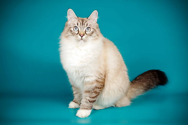 포토 JPG 해외이미지 한마리 사람없음 파란색 반려동물 고양이 네바마스커레이드 해외포토 동물 1 컬러 포유류 파일형식 이미지허브