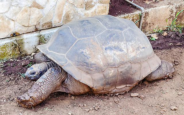 포토 JPG 해외이미지 동물 얼굴 야생동물 섬 백그라운드 파충류 자연 건강 동물원 종류 사람없음 초록색 머리 환경 껍질 닫기 거북이 보호 큼 땅 먹기 피부 에콰도르 갈라파고스 멸종 느림 거인 남쪽 고립 옛날 노화 해외포토 컬러 컨셉 모션 신체부위 남아메리카 크기 방향 생태계 파일형식 이미지허브