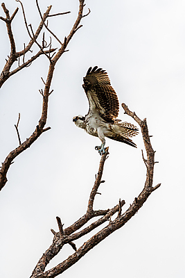 포토 JPG 해외이미지 동물 북아메리카 조류 사람없음 미국 플로리다 해외포토 아메리카 파일형식 이미지허브