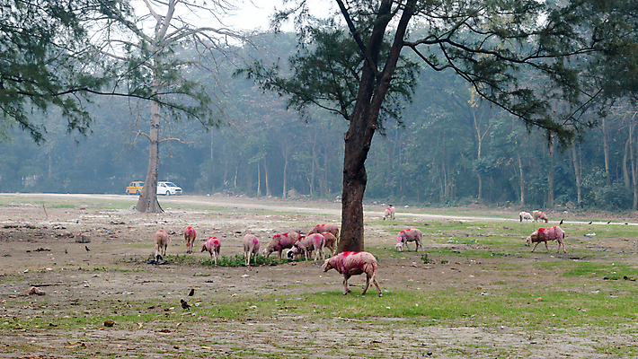 포토 JPG 해외이미지 계절 유럽 야생동물 백그라운드 농업 하늘 아침 산 이끼 사람없음 야외 초록색 여름 햇빛 펜 환경 계곡 일몰 봄 목장 소고기 가을 농촌 신선 양 황무지 양치기 숲 방목 오솔길 땅 언덕 송곳니 수유 해외포토 주간 동물 직업 나라 산업 길 컬러 포유류 육류 태양 필기구 노을 시골 치아 축산업 파일형식 이미지허브