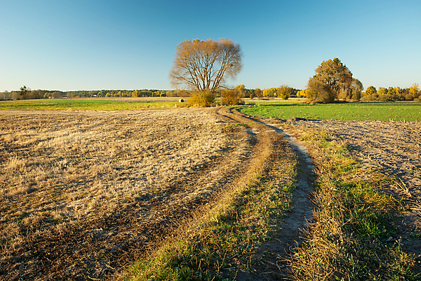 포토 JPG 해외이미지 나무 식물 계절 도로 길 여행 백그라운드 잎 밭 오렌지 자연 하늘 풍경 사람없음 야외 목재 초록색 여름 파란색 빛 햇빛 노란색 환경 맑음 가을 시골 땅 10월 내추럴 수평선 해외포토 컬러 농업 과일 재료 교통시설 날씨 태양 날짜 생태계 파일형식 이미지허브