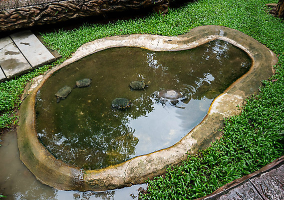 포토 JPG 해외이미지 동물 계절 공원 아시아 호수 야생동물 모래 여행 백그라운드 캐나다 북아메리카 파충류 태국 자연 동양인 사람없음 야외 가로 물 환경 정원 수중 수영 젖음 연못 그룹 거북이 습지 질감 일반 내추럴 전국 해외포토 자연요소 공공시설 나라 아메리카 인종 수상스포츠 생태계 파일형식 이미지허브