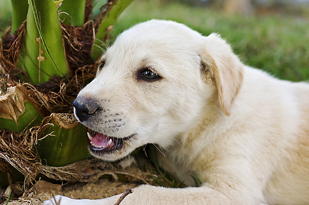 포토 JPG 해외이미지 동물 장난 놀이 사람없음 야외 반려동물 노란색 정원 개 강아지 모피 래브라도리트리버 해외포토 컬러 포유류 리트리버 파일형식 이미지허브