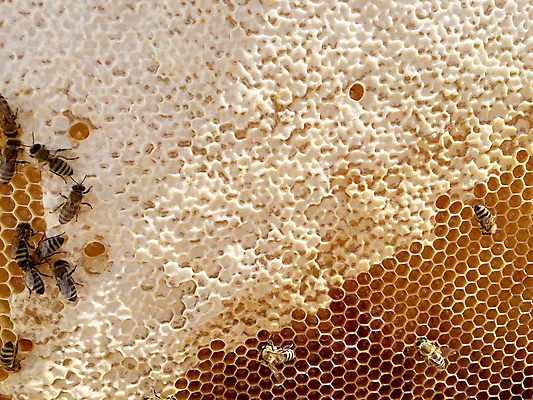 포토 JPG 해외이미지 모양 동물 라이프스타일 음식 곤충 백그라운드 패턴 자연 프레임 세포 사람없음 약 노란색 머리빗 업무 황금 달콤 꿀벌 묘사 질감 바쁨 꽃가루 육각형 꿀 고무 여왕 벌집 내추럴 고립 밀랍 양봉 양봉장 어려움 왁스 진짜 폴리곤 해외포토 도형 컬러 무늬 의학 생활 미용용품 작업 맛 벌_곤충 가루 생태계 파일형식 이미지허브