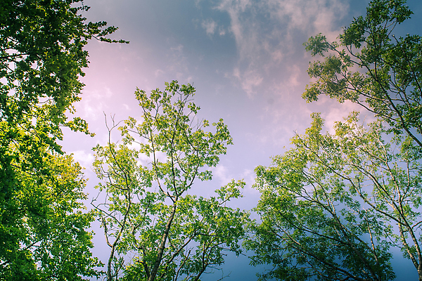 포토 JPG 해외이미지 나무 식물 계절 낙엽 잎 자연 사람없음 여름 햇빛 봄 성장 나뭇가지 신선 꽃수술 해외포토 태양 생태계 파일형식 이미지허브