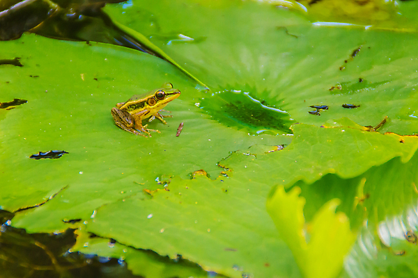 포토 JPG 해외이미지 동물 꽃 호수 야생동물 백그라운드 잎 연꽃 개구리 사람없음 초록색 물 강 햇빛 평화 환경 침묵 연못 백합 작음 육식동물 두꺼비 내추럴 민물 해외포토 자연요소 식물 컬러 컨셉 양서류 태양 소리 크기 파일형식 이미지허브