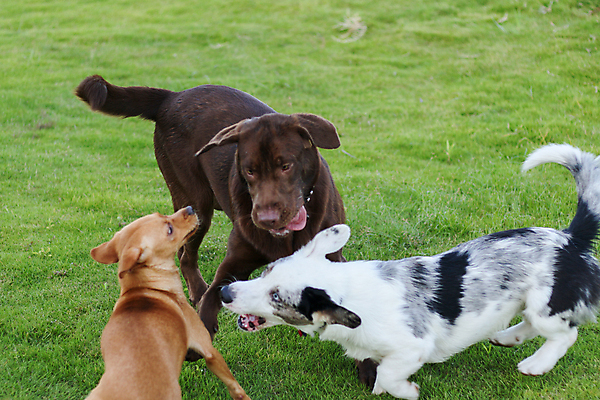 포토 JPG 해외이미지 동물 포유류 자연 사람없음 야외 초록색 여름 반려동물 갈색 봄 개 리트리버 강아지 닥스훈트 래브라도리트리버 송곳니 기르기 해외포토 계절 컬러 치아 생태계 돌봄 파일형식 이미지허브