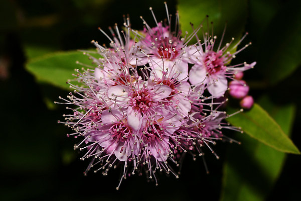 포토 JPG 해외이미지 식물 꽃잎 꽃 줄기 자연 씨앗 사람없음 민들레 그리너리 해외포토 생태계 파일형식 트랜드컬러 이미지허브