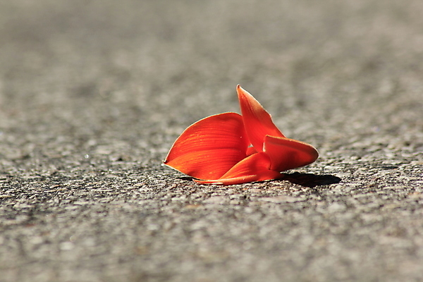 포토 JPG 해외이미지 모양 나무 식물 꽃 아시아 백그라운드 잎 꽃무늬 패턴 오렌지 태국 자연 추상 불꽃 바닥 사람없음 야외 빨간색 여름 노란색 환경 정원 수확 벚꽃 흰색 나뭇가지 신선 닫기 숲 복고 시멘트 내추럴 고립 땅바닥 해외포토 계절 나라 컬러 무늬 농업 과일 모션 불 생태계 파일형식 이미지허브