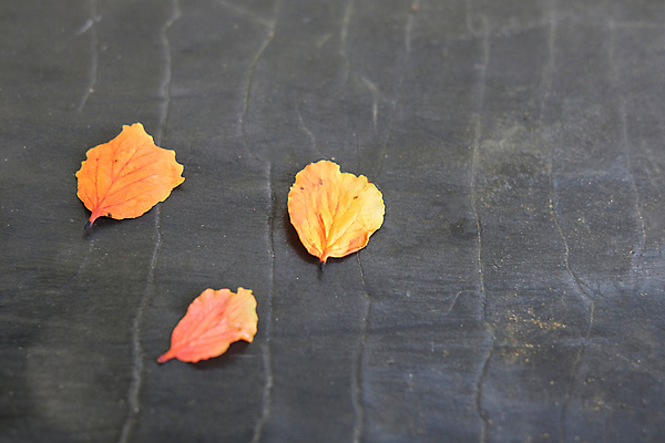 포토 JPG 해외이미지 식물 디자인 계절 벽 백그라운드 단풍 잎 패턴 오렌지 자연 벽지 탁자 표면 바람 추상 휴가 바닥 프레임 건조 사람없음 야외 장식 빨간색 컬러풀 갈색 노란색 검은색 어둠 활발 수확 가을 시골 거친 황금 닫기 싱글 질감 10월 그런지 화강암 카피스페이스 해외포토 자연요소 컬러 가구 컨셉 무늬 농업 과일 모션 날씨 공백 암석 날짜 생태계 파일형식 이미지허브