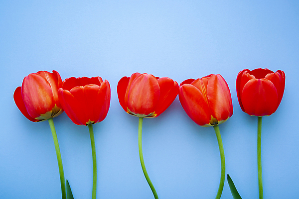 포토 JPG 해외이미지 기념일 꽃 백그라운드 텍스트 사람없음 튤립 파란배경 터키석 카피스페이스 해외포토 식물 이벤트 파란색 공백 보석 파일형식 이미지허브