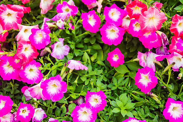 포토 JPG 해외이미지 식물 디자인 외관 계절 꽃잎 꽃 화분 화초 분홍색 꽃다발 백그라운드 잎 꽃무늬 오렌지 자연 주택 매달리기 사람없음 장식 초록색 컬러풀 정원 보라색 봄 활발 성장 벚꽃 흰색 신선 개화 원예 화단 리빙 내추럴 뒤뜰 안뜰 카피스페이스 피튜니아 해외포토 컬러 컨셉 무늬 과일 모션 취미 건물 공백 생태계 파일형식 이미지허브