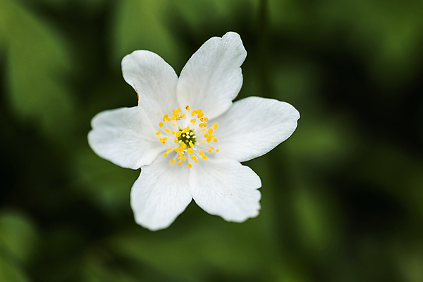 포토 JPG 해외이미지 식물 꽃잎 꽃 종이 곤충 잎 밭 자연 날씨 사람없음 초록색 파란색 컬러풀 햇빛 노란색 새싹 환경 보라색 봄 흰색 시골 개화 숲 서식지 내추럴 삼림지대 영원 해외포토 동물 계절 컬러 농업 태양 생태계 파일형식 이미지허브