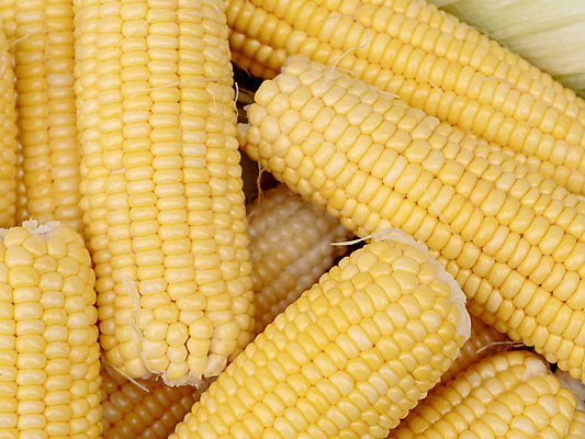 포토 JPG 해외이미지 식물 음식 백그라운드 농업 채소 과일 재료 자연 건강 옥수수 씨앗 사람없음 농작물 쌓기 젖음 수확 껍질 신선 오픈 그룹 달콤 맛 낟알 시리얼 유기농 질감 알맹이 날것 귀 흙더미 내추럴 바이오 생식 숙성 해외포토 웰빙 산업 컨셉 모션 곡류 신체부위 흙 생태계 파일형식 더미 이미지허브