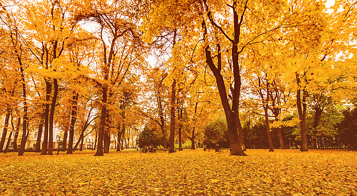 포토 JPG 해외이미지 주간 공원 단풍 낙엽 단풍나무 풍경 사람없음 야외 주황색 가을 해외포토 자연요소 나무 계절 공공시설 컬러 잎 파일형식 이미지허브