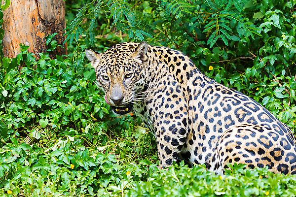 포토 JPG 해외이미지 동물 호수 야생동물 줄기 패턴 오렌지 포유류 자연 놀이 동물원 사람없음 초록색 물 수영 고양이 줄무늬 젖음 연못 호랑이 위험 큼 사냥 육식동물 사냥꾼 노려봄 시베리아 재규어 해외포토 자연요소 식물 직업 컬러 컨셉 무늬 과일 표정 반려동물 수상스포츠 크기 생태계 파일형식 이미지허브